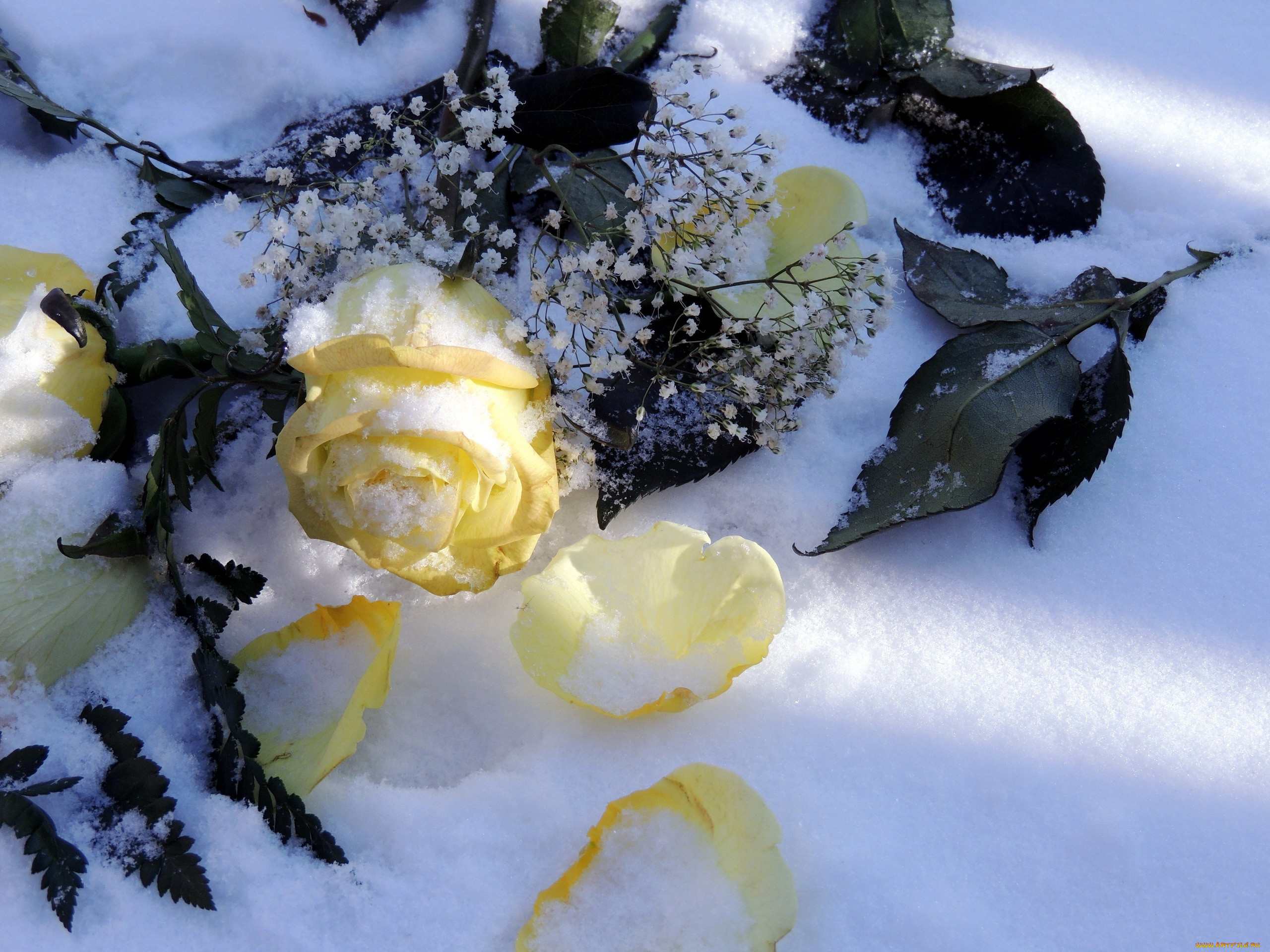 Пионы на снегу том 2 читать. Зимние цветы. Цветы в снегу. Красивые зимние цветы. Розы под снегом.